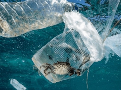 海洋塑膠污染，會對人體產(chǎn)生哪些危害？