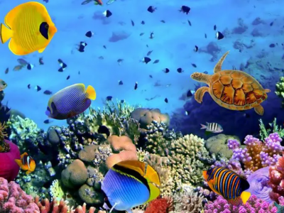 海洋回收塑料的定義和分類是什么？